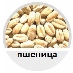 пшеница, сортиране, фото, сепаратор